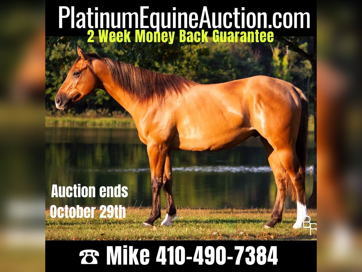 American Quarter Horse Castrone 7 Anni Falbo in Mountain Grove MO