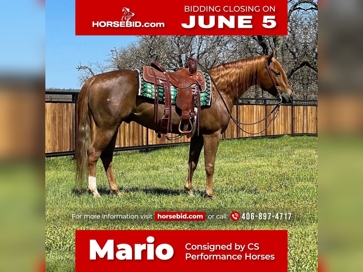 American Quarter Horse Castrone 7 Anni Sauro ciliegia in Jacksboro, TX
