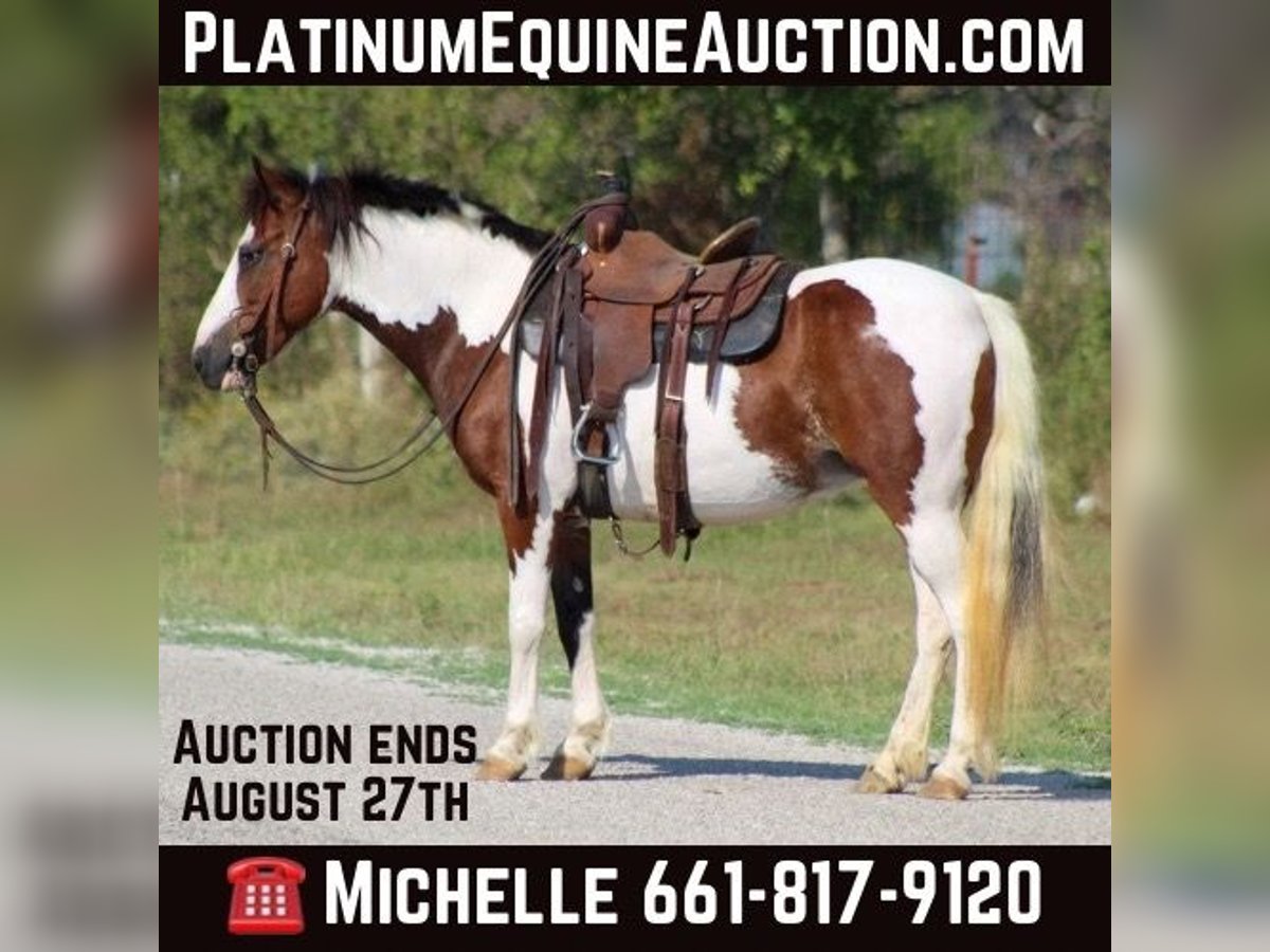 American Quarter Horse Castrone 8 Anni 122 cm Tobiano-tutti i colori in Stephenville TX