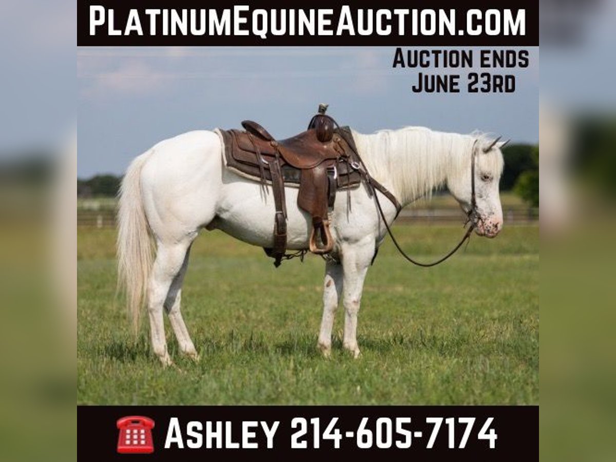 American Quarter Horse Castrone 8 Anni 142 cm Grigio in Weatherford TX