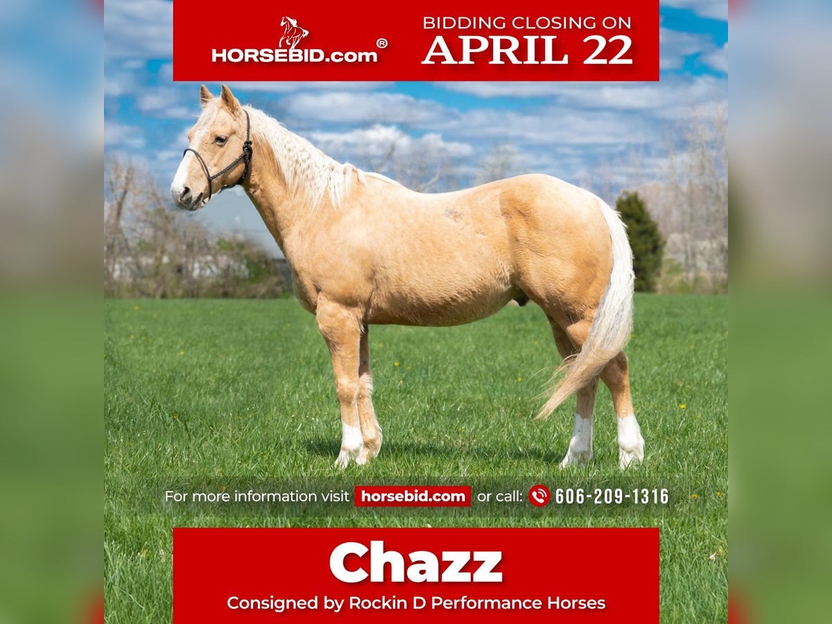 American Quarter Horse Castrone 8 Anni 142 cm Palomino in Middletown, OH