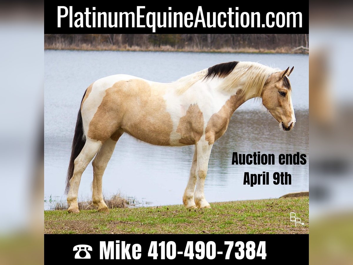 American Quarter Horse Castrone 8 Anni 142 cm Pelle di daino in Mt Grove MO