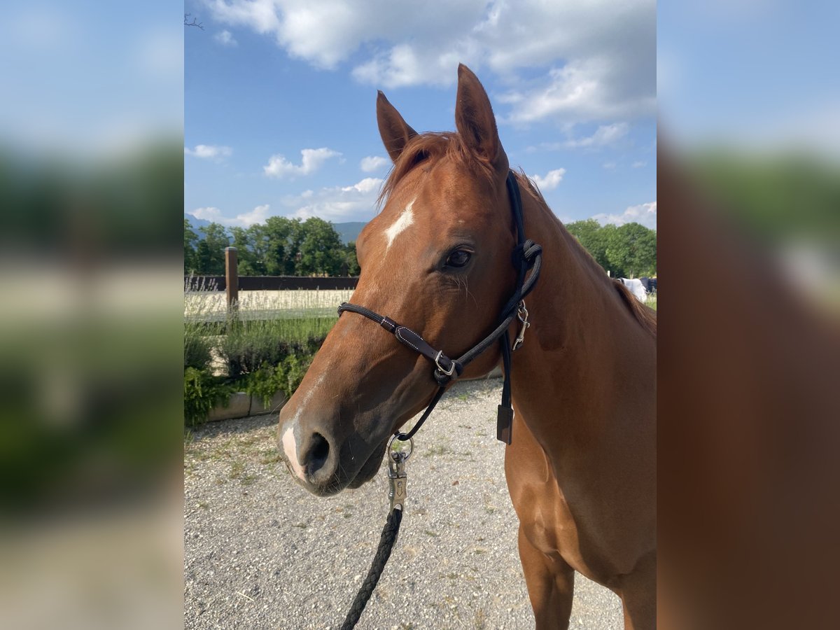 American Quarter Horse Castrone 8 Anni 144 cm Sauro in Collalto