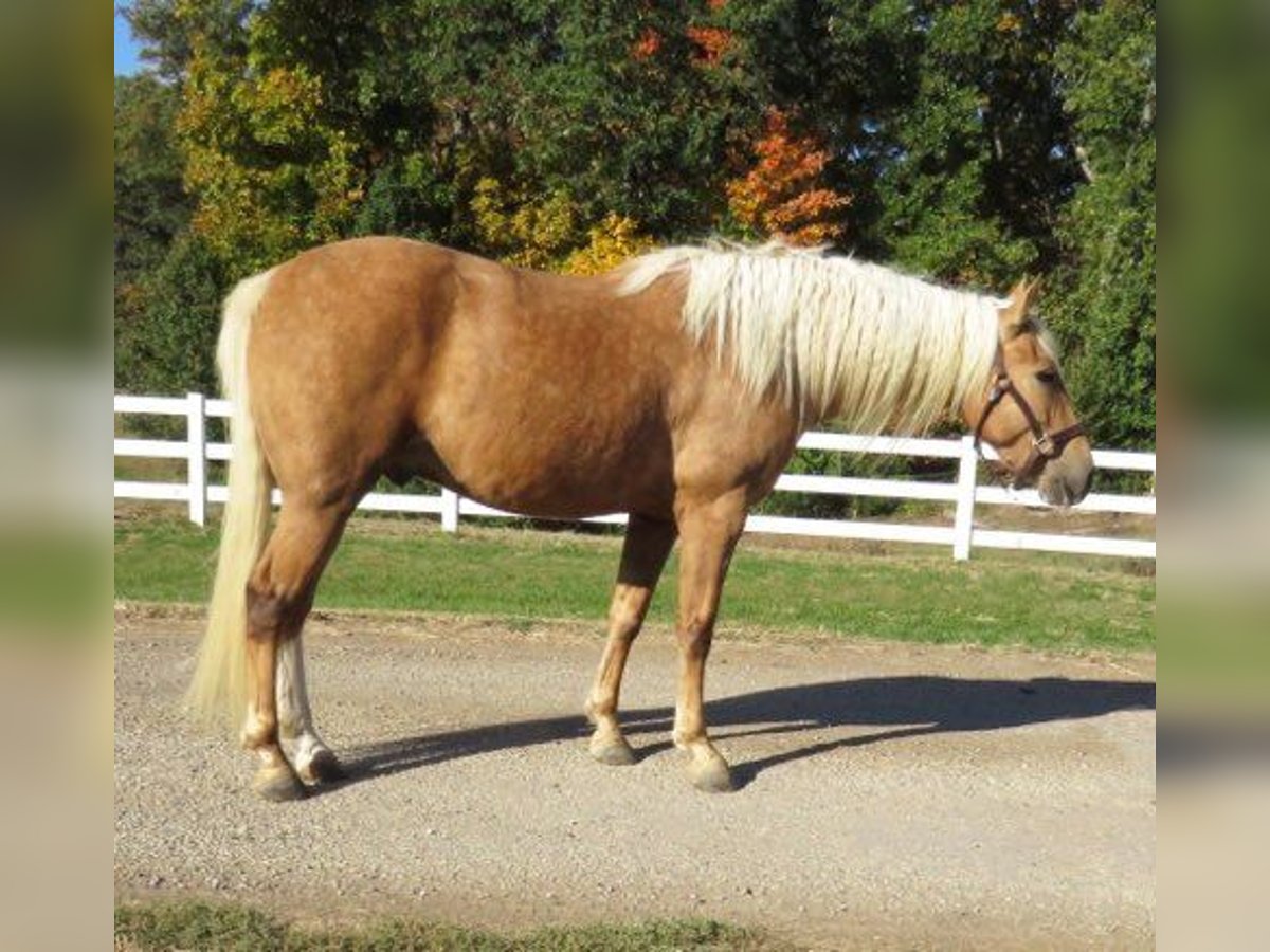 American Quarter Horse Castrone 8 Anni 145 cm Palomino in Effingham IL