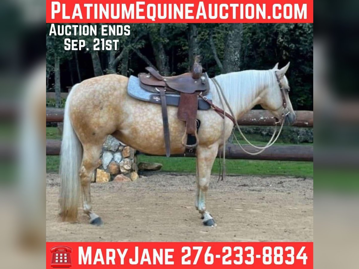 American Quarter Horse Castrone 8 Anni 145 cm Palomino in Galax, VA