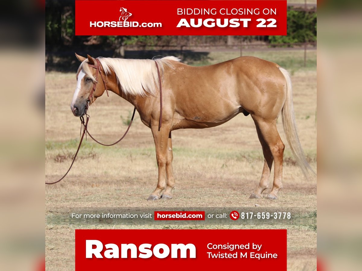 American Quarter Horse Mix Castrone 8 Anni 145 cm Palomino in Pilot Point, TX