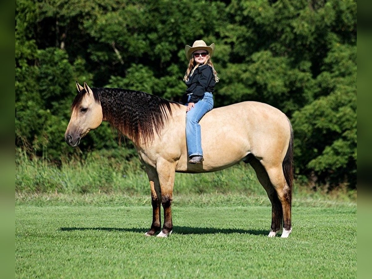 American Quarter Horse Castrone 8 Anni 145 cm Pelle di daino in Mount Vernon