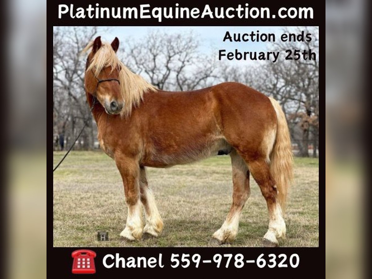 American Quarter Horse Castrone 8 Anni 145 cm Sauro scuro in Jacksboro TX