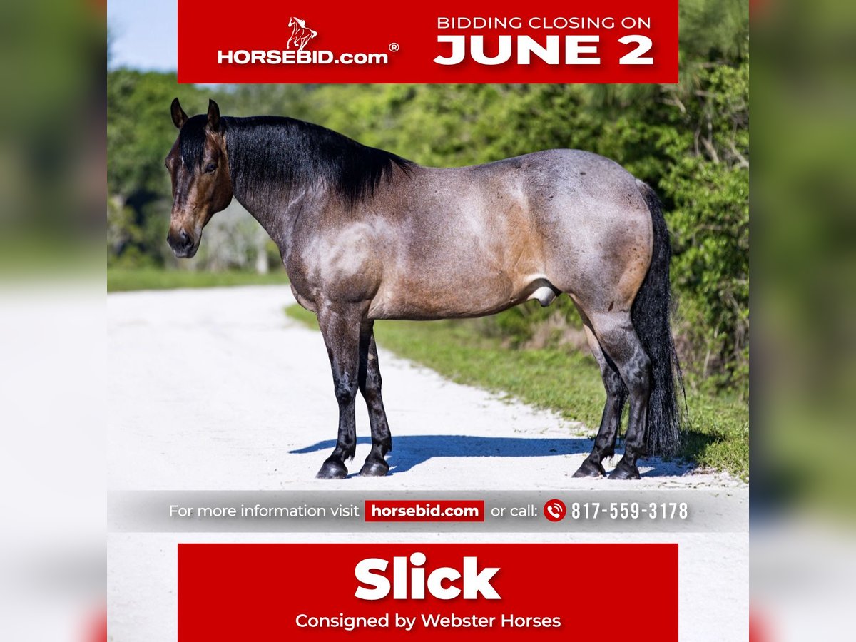 American Quarter Horse Castrone 8 Anni 147 cm Baio roano in Loxahatchee, FL