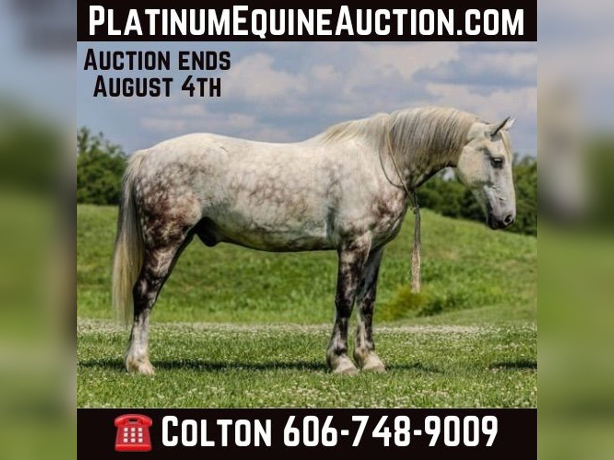 American Quarter Horse Castrone 8 Anni 147 cm Grigio in Ewing Ky