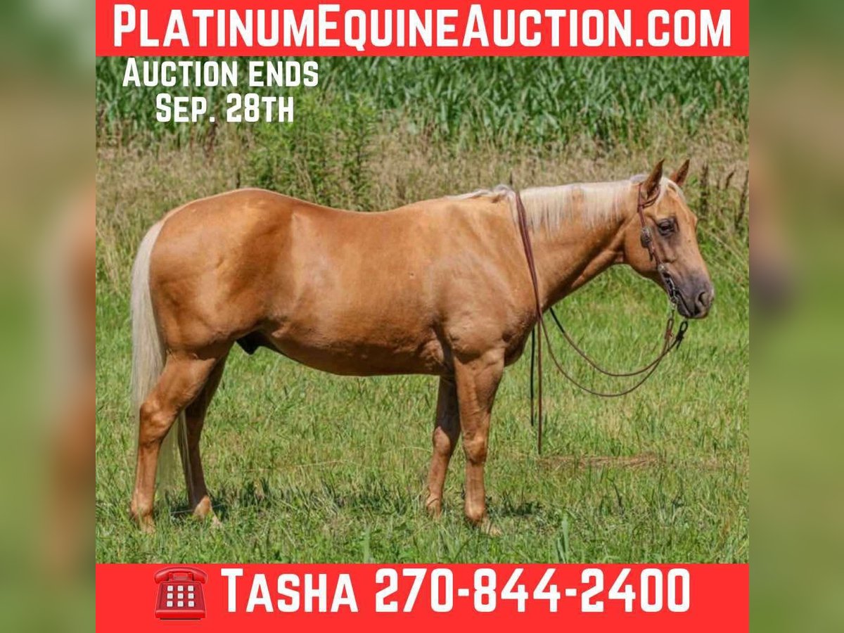 American Quarter Horse Castrone 8 Anni 147 cm Palomino in Henderson KY