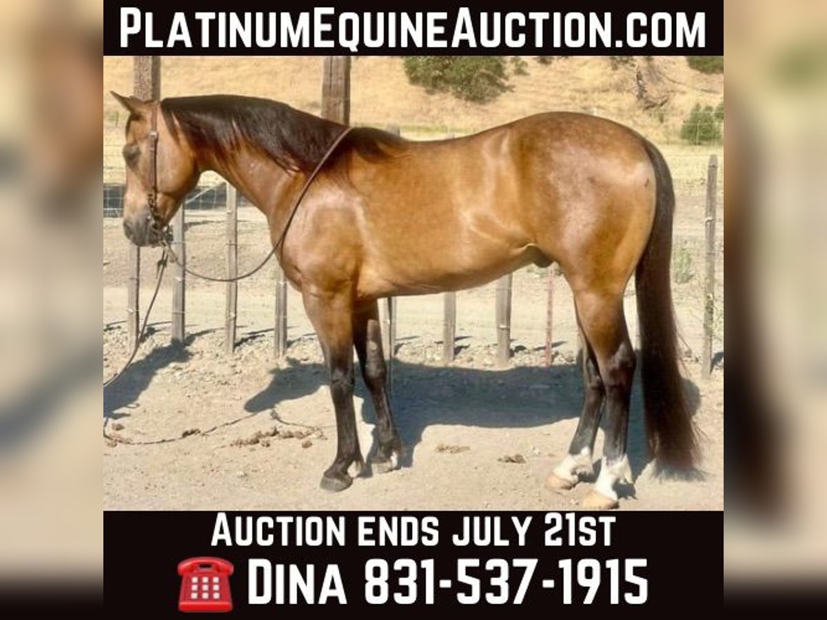 American Quarter Horse Castrone 8 Anni 147 cm Pelle di daino in Paicines CA