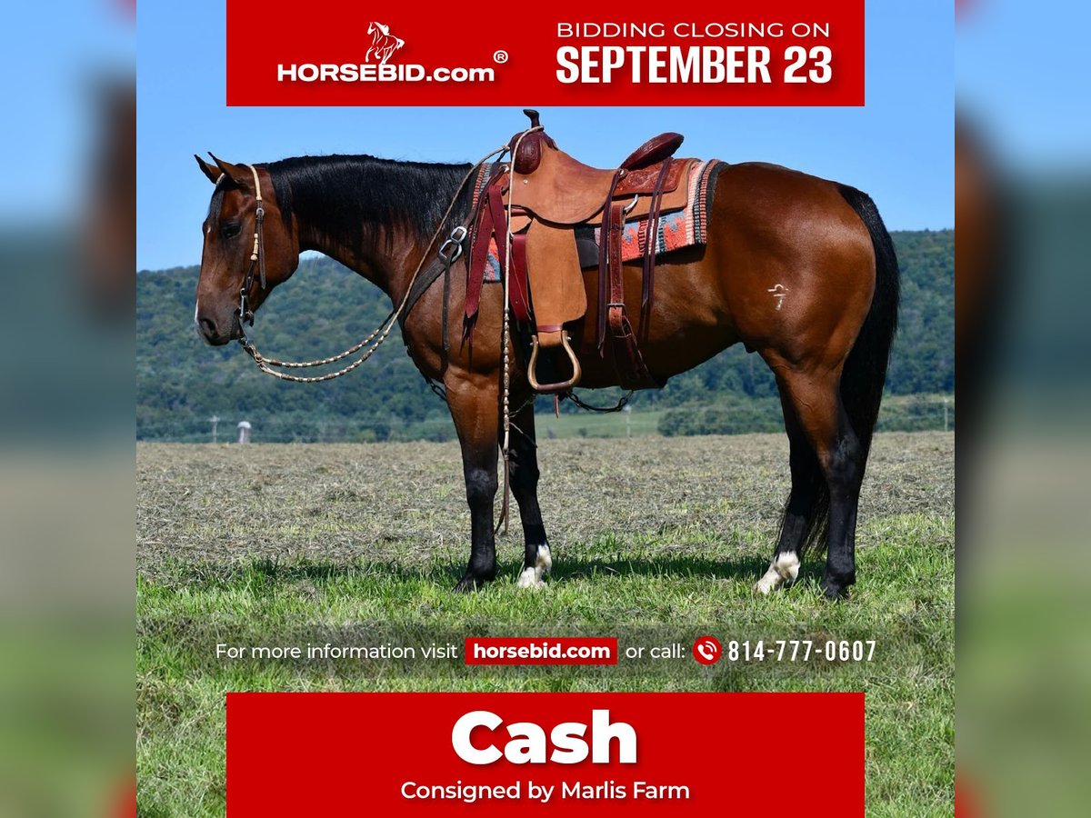 American Quarter Horse Castrone 8 Anni 150 cm Baio ciliegia in Rebersburg, PA