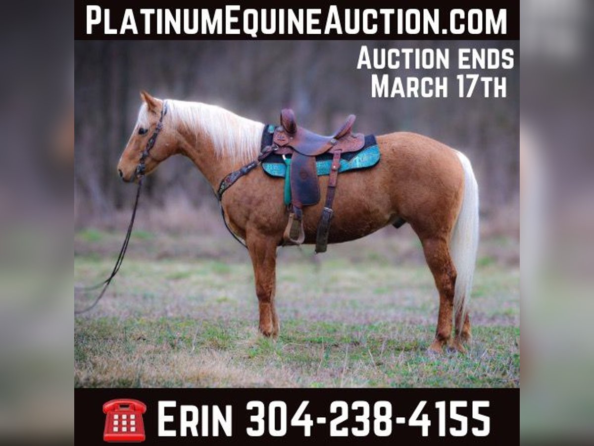 American Quarter Horse Castrone 8 Anni 150 cm Palomino in Flemingsburg Ky