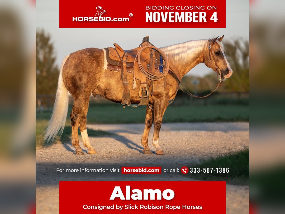 American Quarter Horse Castrone 8 Anni 150 cm Palomino in Weatherford, TX