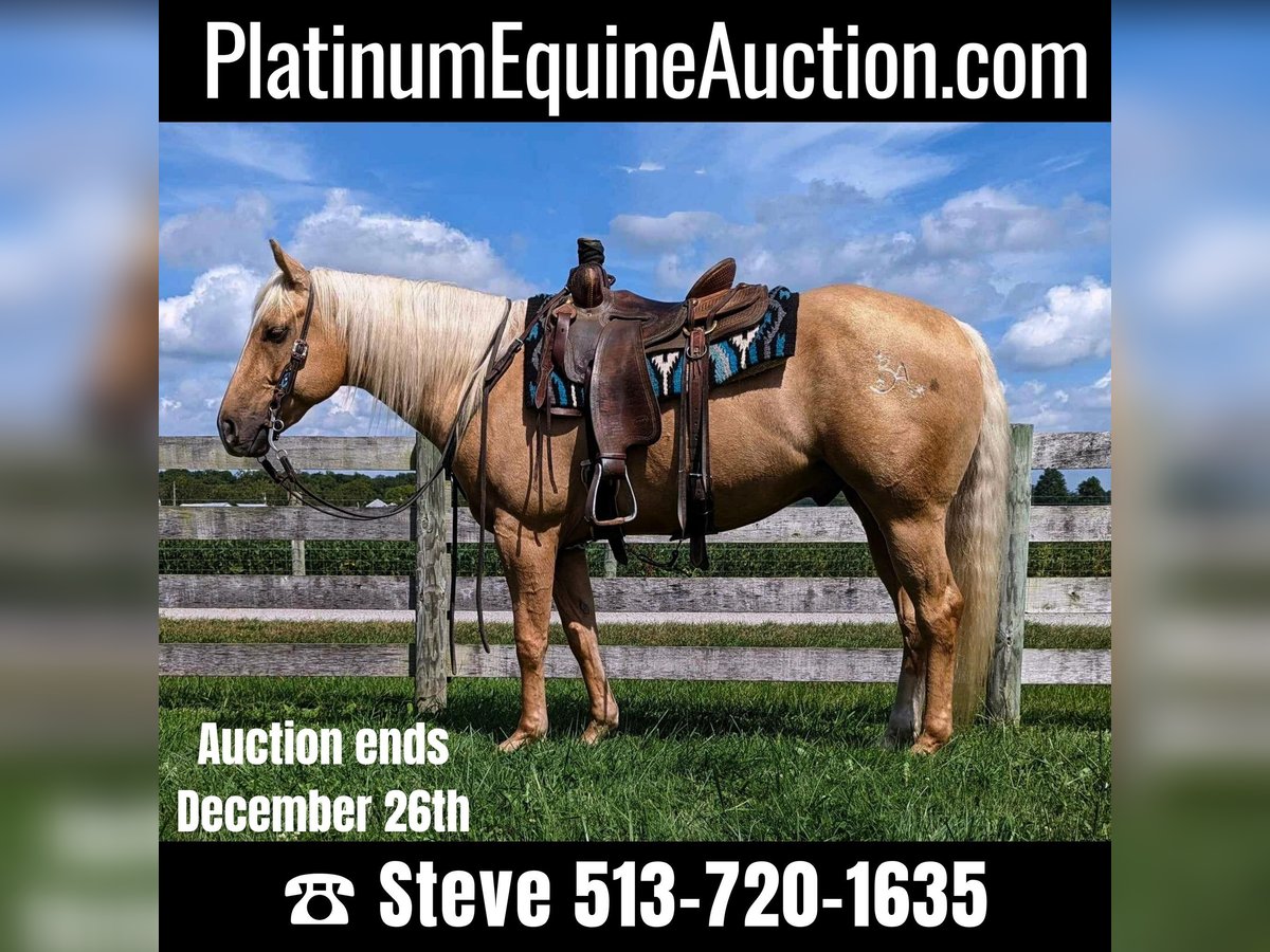 American Quarter Horse Castrone 8 Anni 150 cm Palomino in Winchester, OH