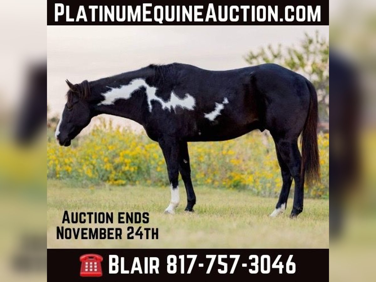 American Quarter Horse Castrone 8 Anni 150 cm in Weatherford TX