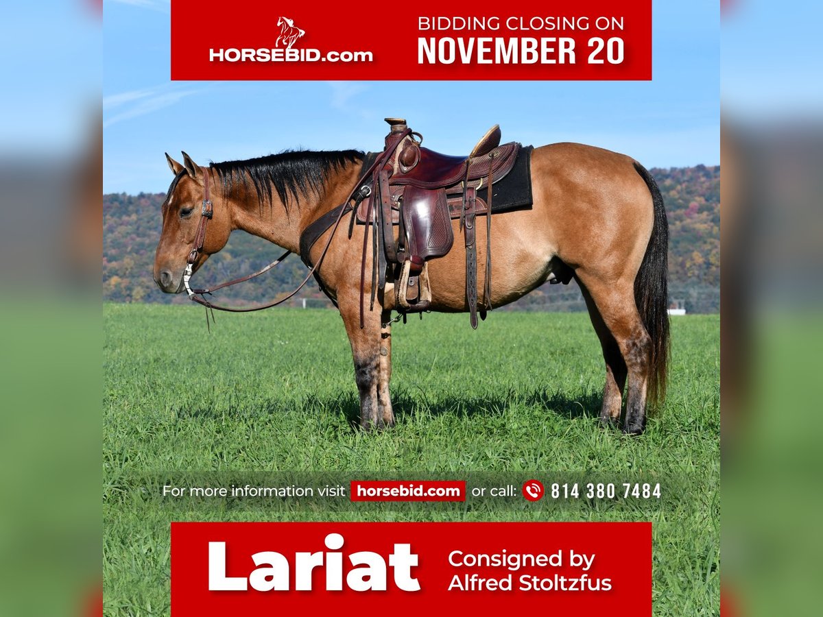 American Quarter Horse Castrone 8 Anni 150 cm Red dun in Howard