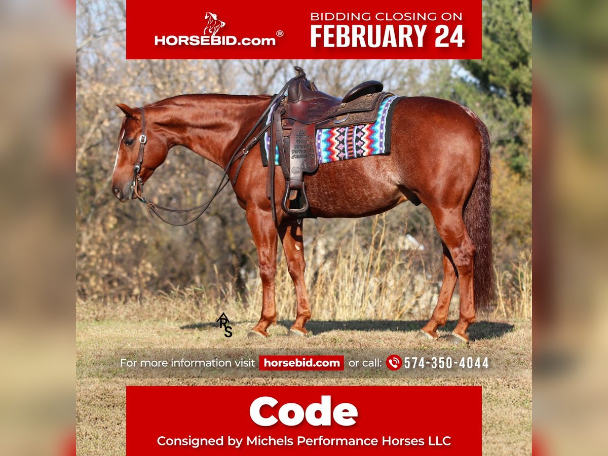 American Quarter Horse Castrone 8 Anni 150 cm in River Falls, WI