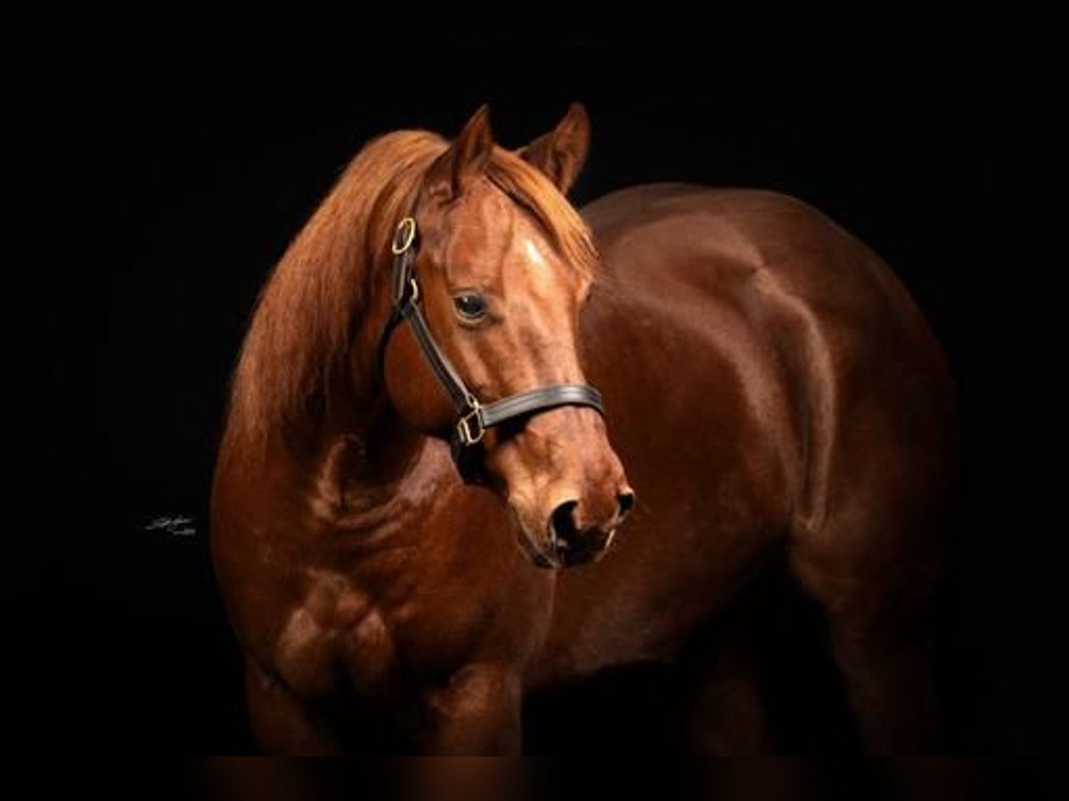 American Quarter Horse Castrone 8 Anni 150 cm Sauro in Horrenberg
