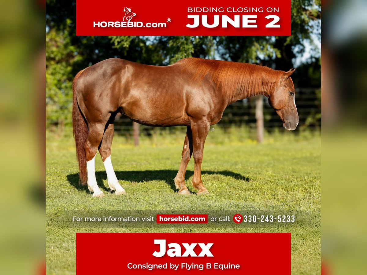 American Quarter Horse Castrone 8 Anni 150 cm Sauro ciliegia in Lufkin, TX