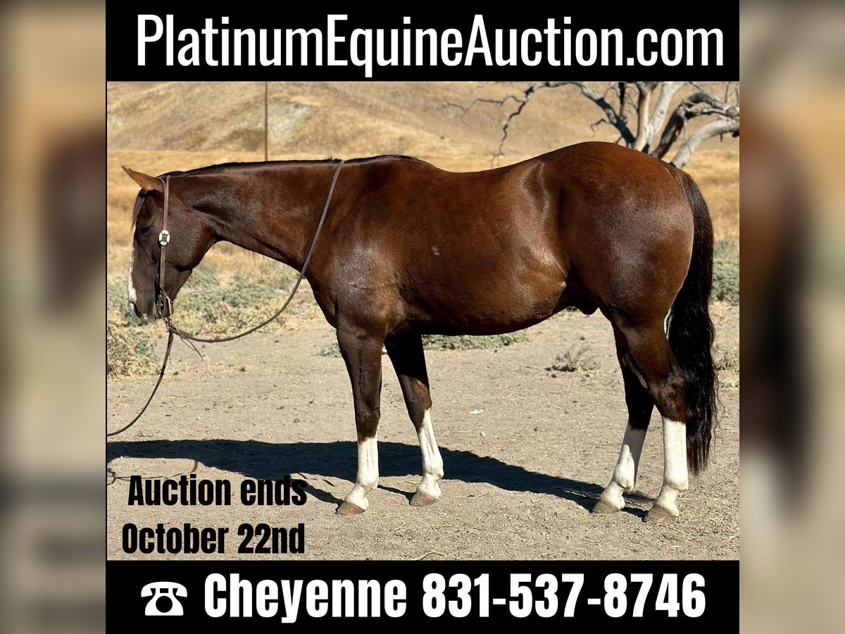 American Quarter Horse Castrone 8 Anni 150 cm Sauro scuro in Bitterwater CA