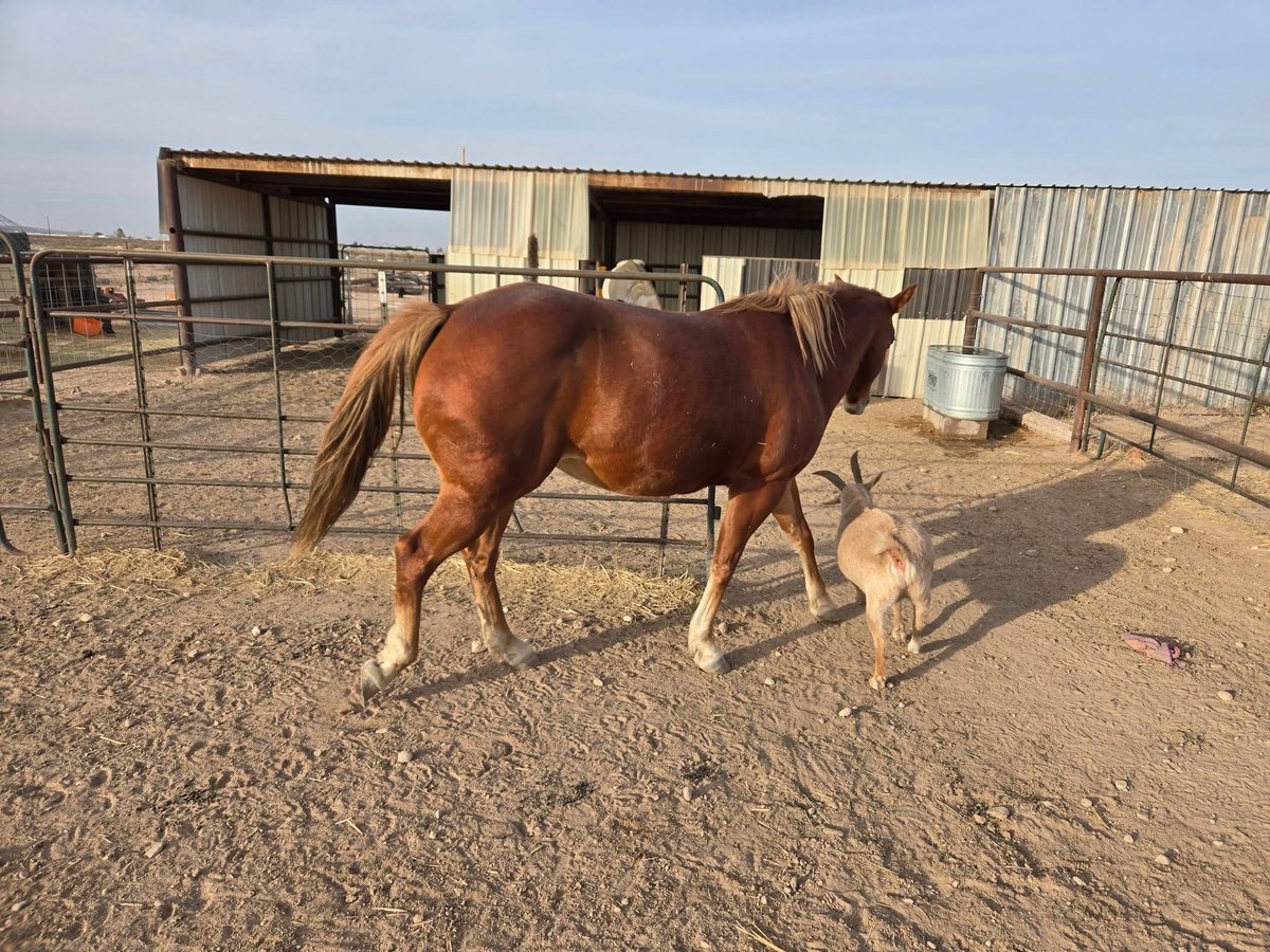 American Quarter Horse Castrone 8 Anni 152 cm Baio in Fort Worth Texas