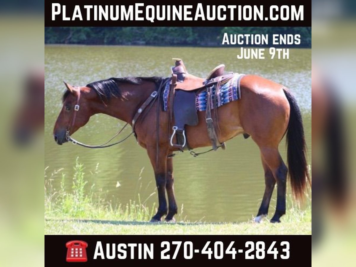 American Quarter Horse Castrone 8 Anni 152 cm Baio ciliegia in Tompkinsville KY