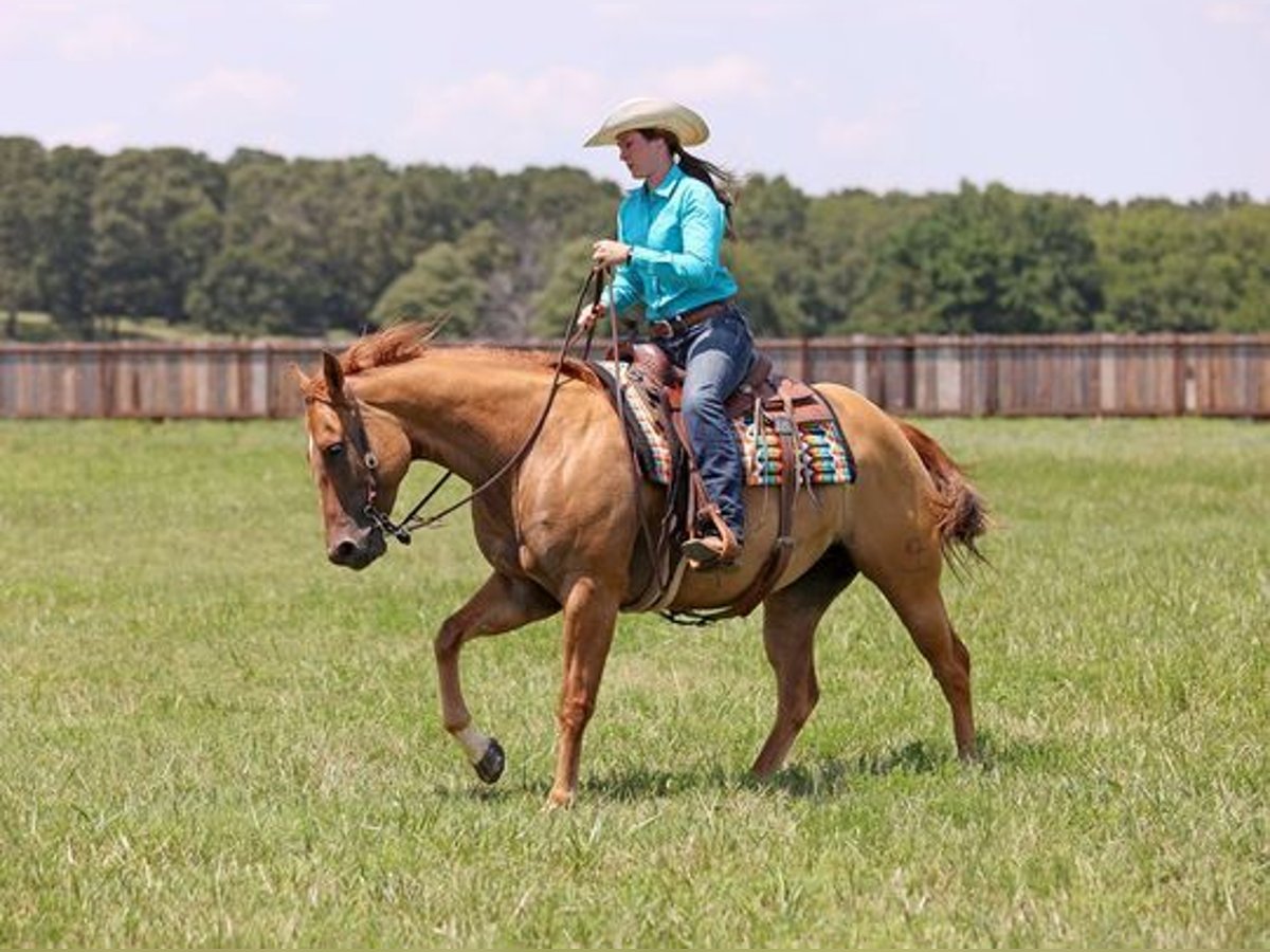 American Quarter Horse Castrone 8 Anni 152 cm Falbo in Beverly Hills