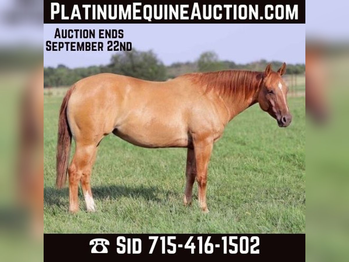 American Quarter Horse Castrone 8 Anni 152 cm Falbo in Adair OK