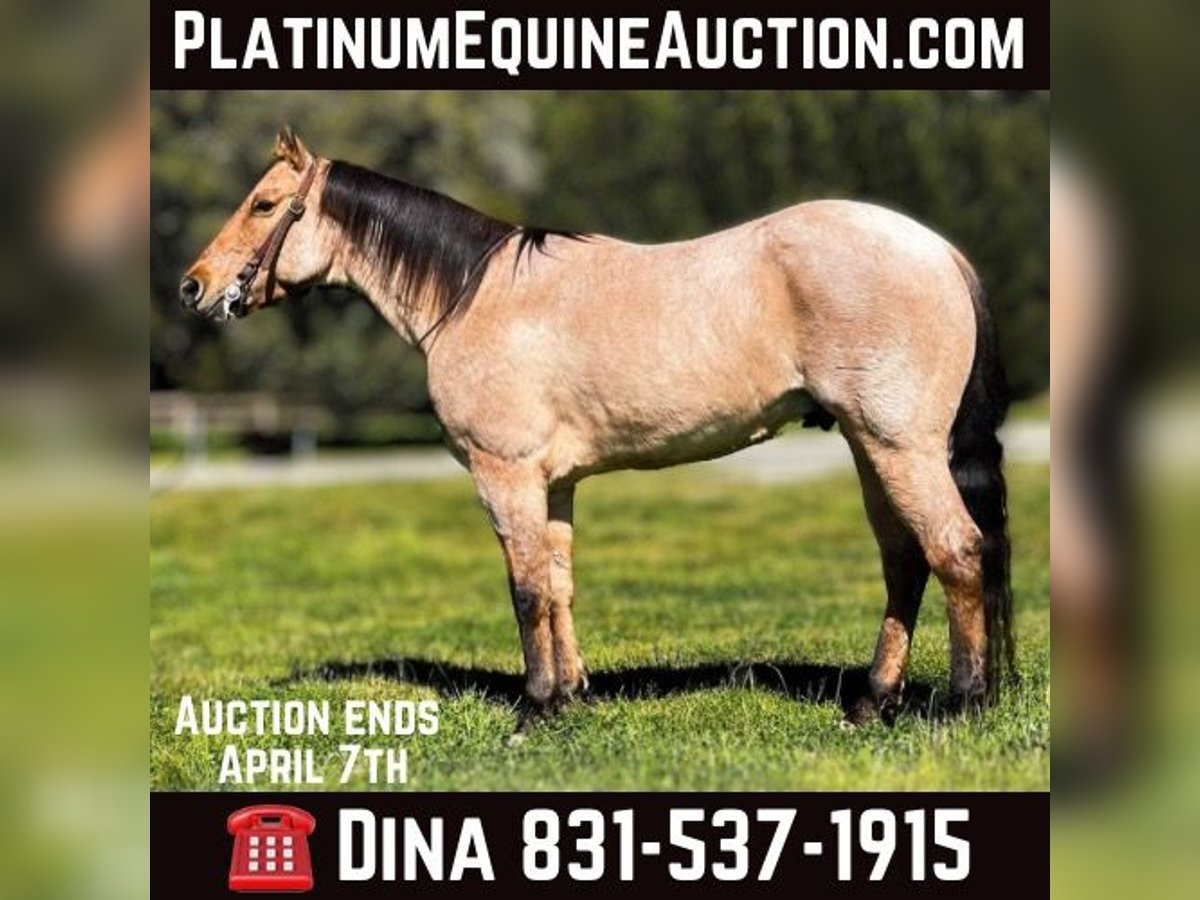 American Quarter Horse Castrone 8 Anni 152 cm Falbo in Paicines CA