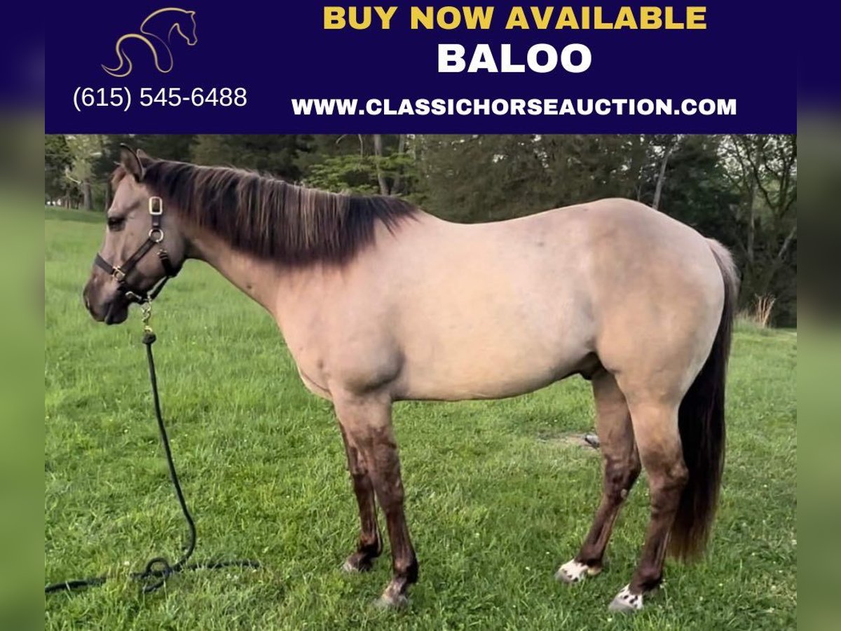 American Quarter Horse Castrone 8 Anni 152 cm Grullo in New Haven KY