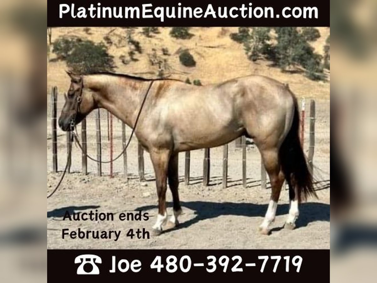 American Quarter Horse Castrone 8 Anni 152 cm Grullo in Phoenix, AZ