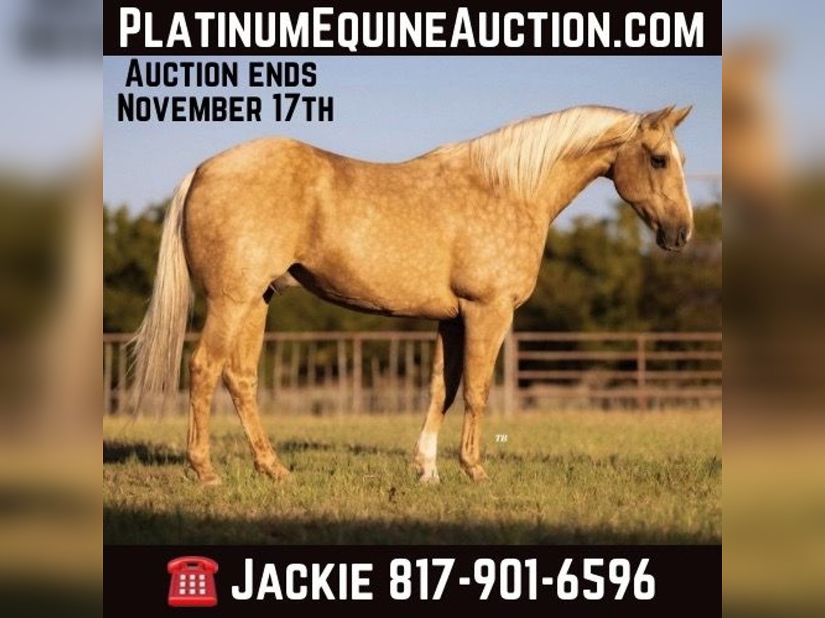 American Quarter Horse Castrone 8 Anni 152 cm Palomino in Weatherford TX