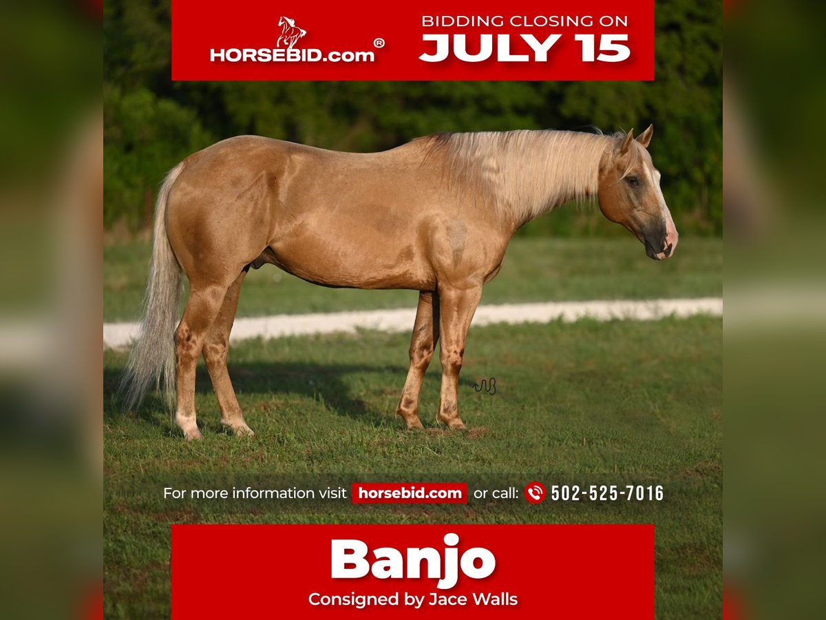 American Quarter Horse Castrone 8 Anni 152 cm Palomino in Waco, TX