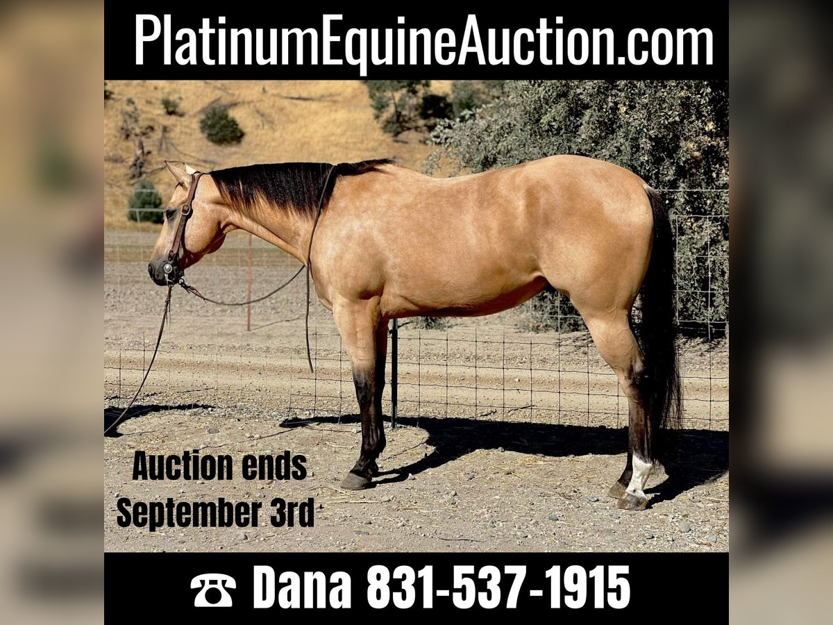 American Quarter Horse Castrone 8 Anni 152 cm Pelle di daino in Paicines, CA