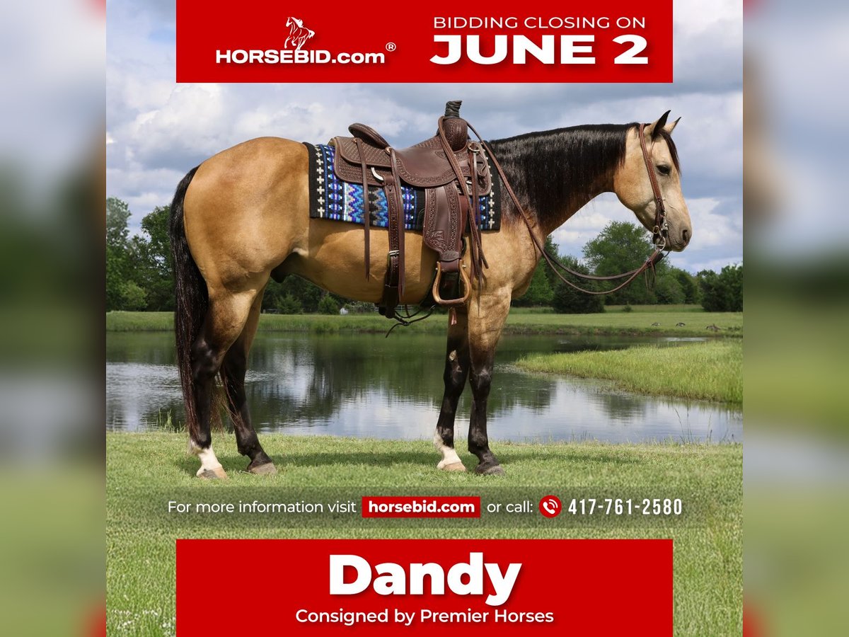American Quarter Horse Castrone 8 Anni 152 cm Pelle di daino in Buffalo, MO