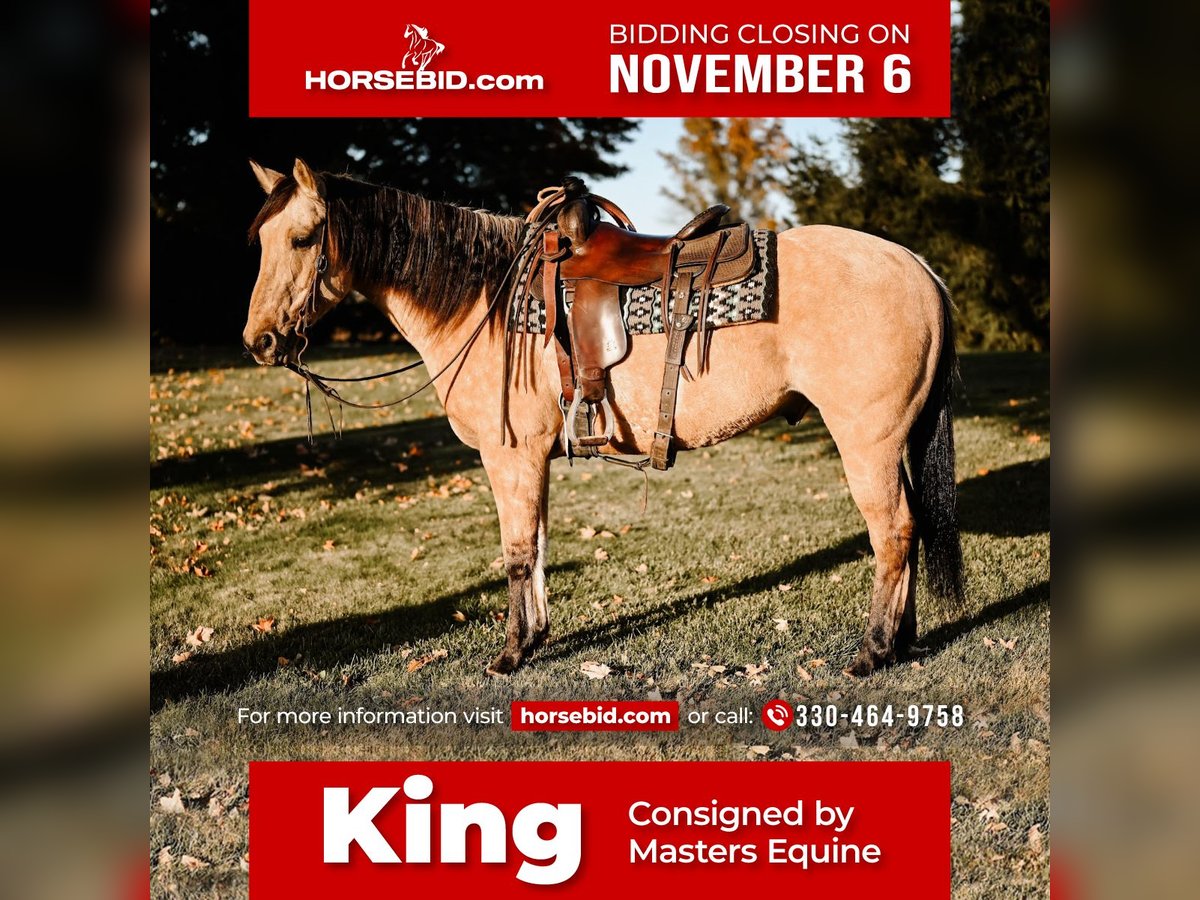 American Quarter Horse Castrone 8 Anni 152 cm Pelle di daino in Dalton, OH