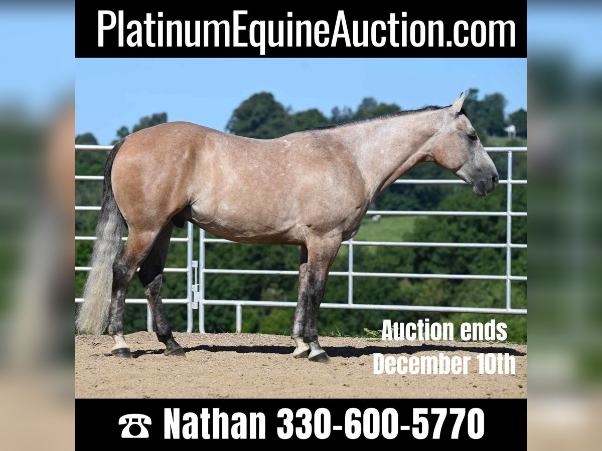 American Quarter Horse Castrone 8 Anni 152 cm Pelle di daino in Millersburg, OH