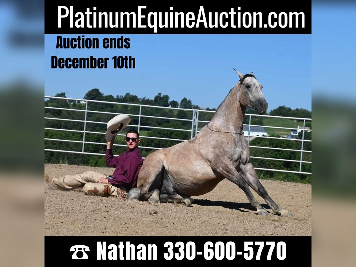 American Quarter Horse Castrone 8 Anni 152 cm Pelle di daino in Millersburg, OH