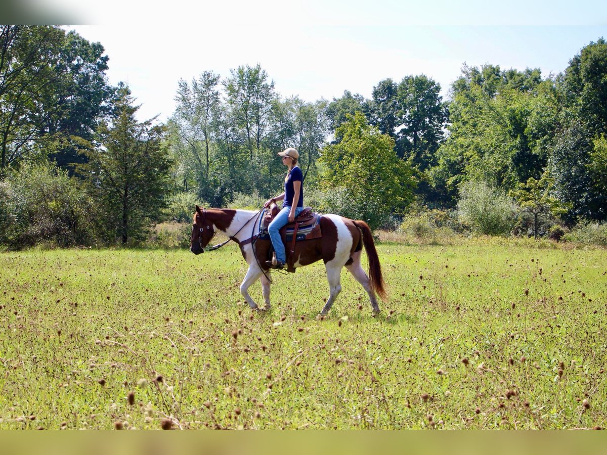 American Quarter Horse Castrone 8 Anni 152 cm Sauro ciliegia in Highland MI