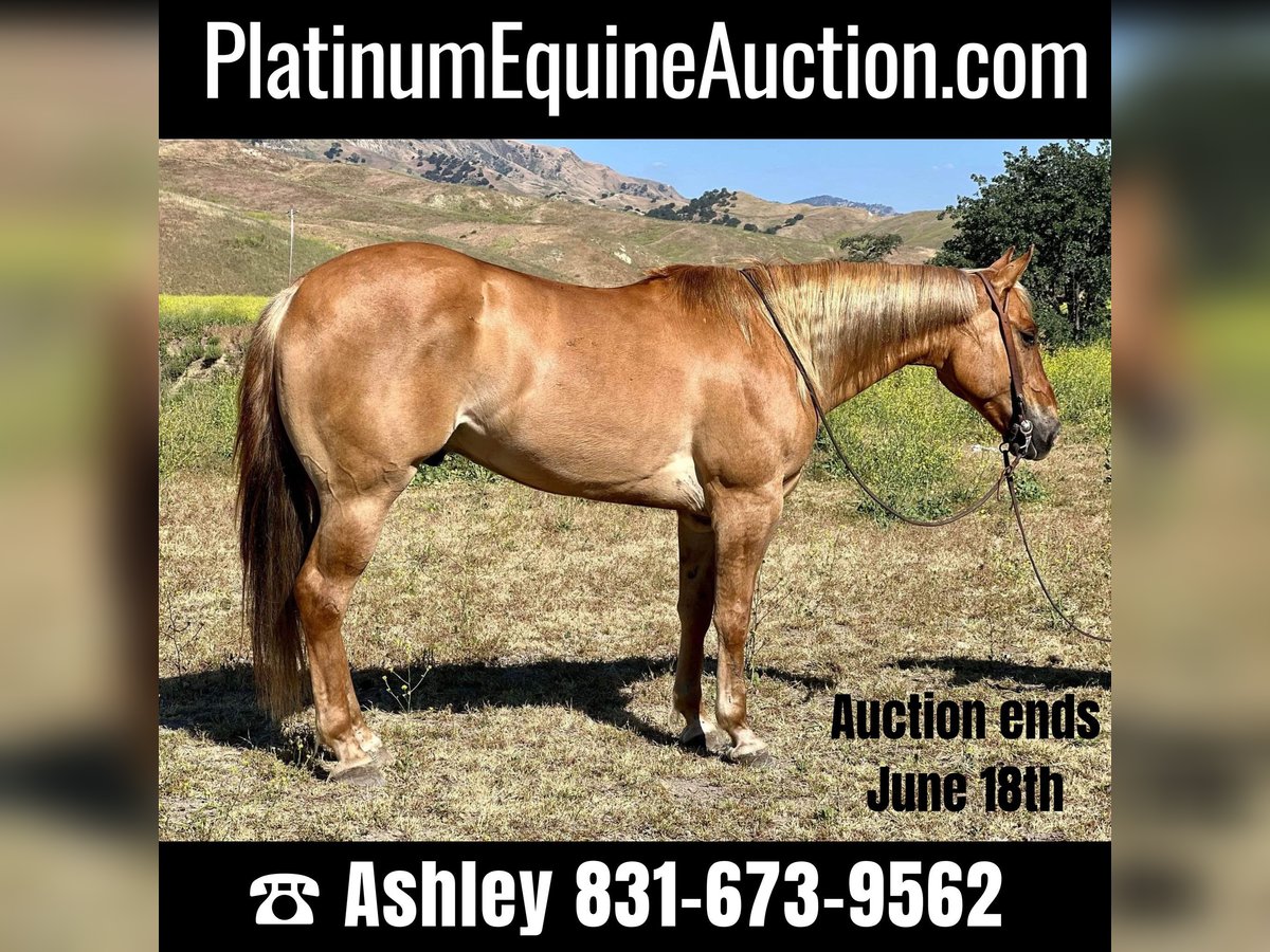 American Quarter Horse Castrone 8 Anni 152 cm Sauro ciliegia in Paicines CA