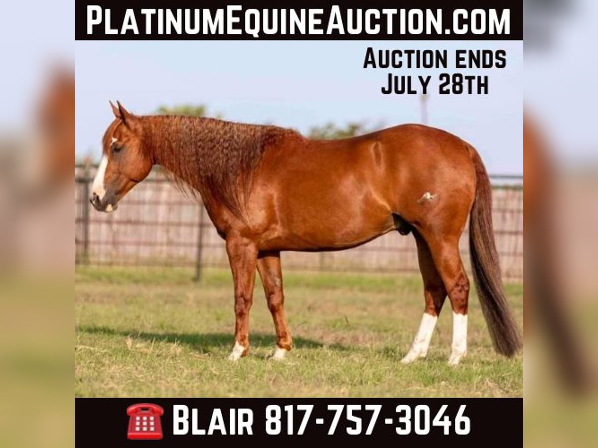 American Quarter Horse Castrone 8 Anni 152 cm Sauro ciliegia in Weatherford TX