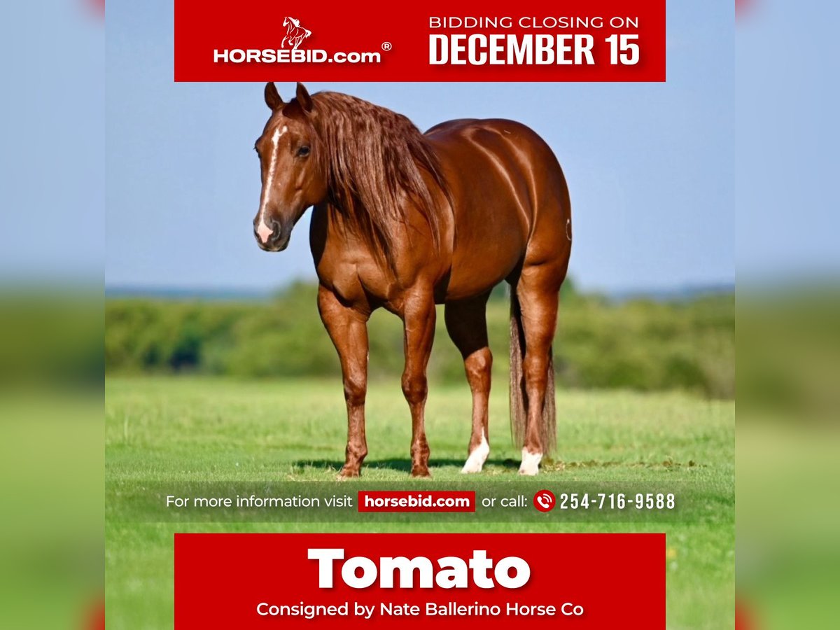 American Quarter Horse Castrone 8 Anni 152 cm Sauro ciliegia in Waco