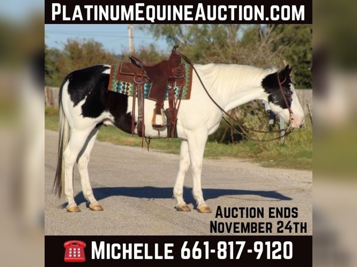 American Quarter Horse Castrone 8 Anni 152 cm Tobiano-tutti i colori in Stephenville Tx