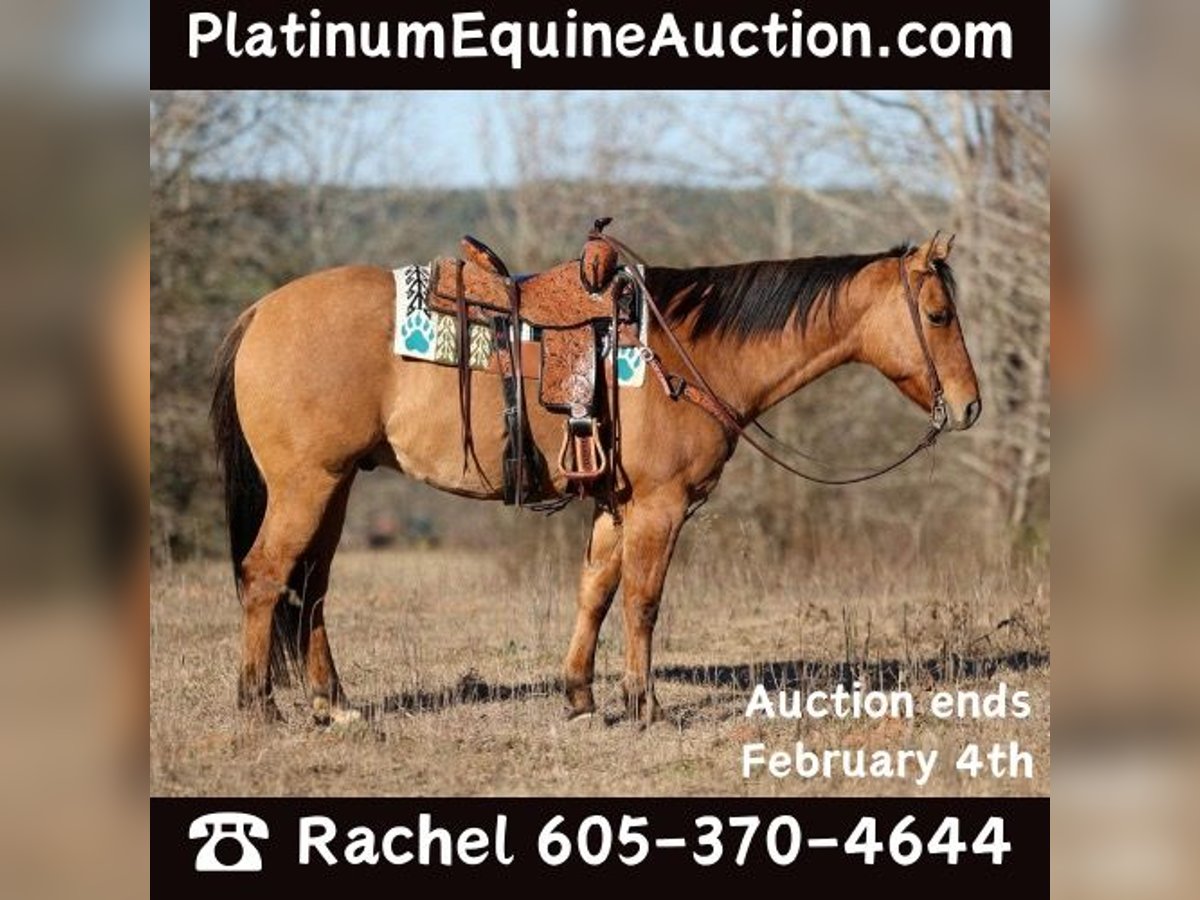 American Quarter Horse Castrone 8 Anni 155 cm Falbo in Rusk TX