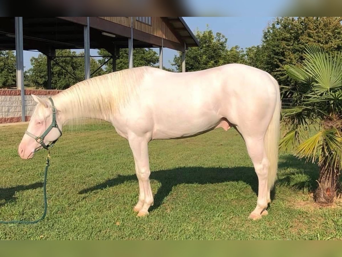 American Quarter Horse Castrone 8 Anni 155 cm Grigio in Liederbach am Taunus