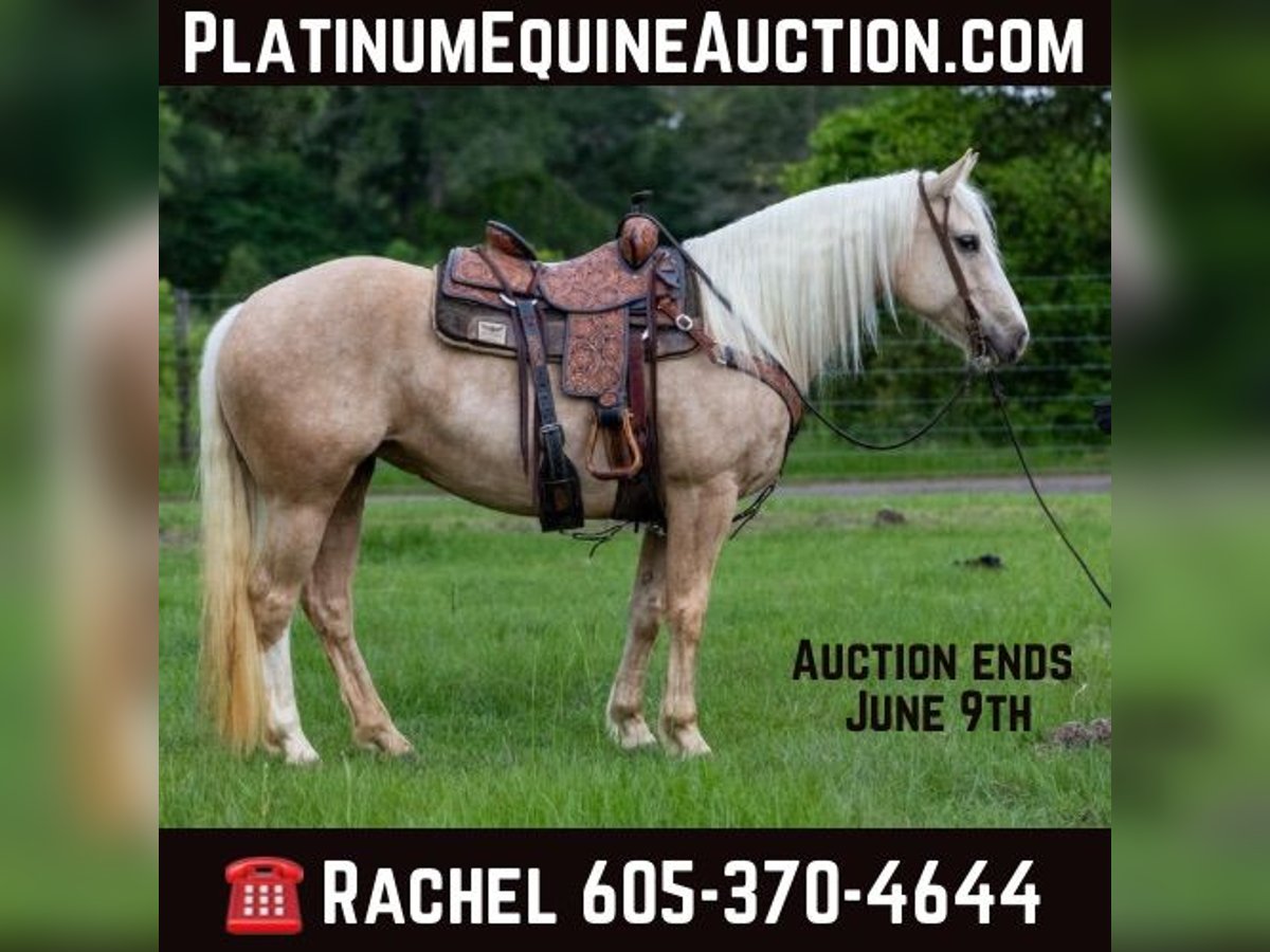 American Quarter Horse Castrone 8 Anni 155 cm Palomino in RUsk TX