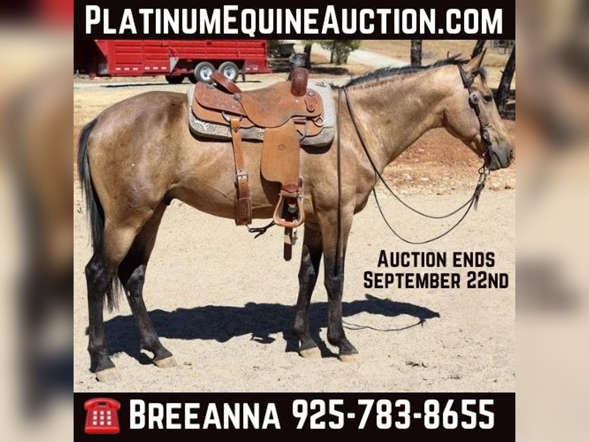 American Quarter Horse Castrone 8 Anni 155 cm Pelle di daino in Valley Springs, CA