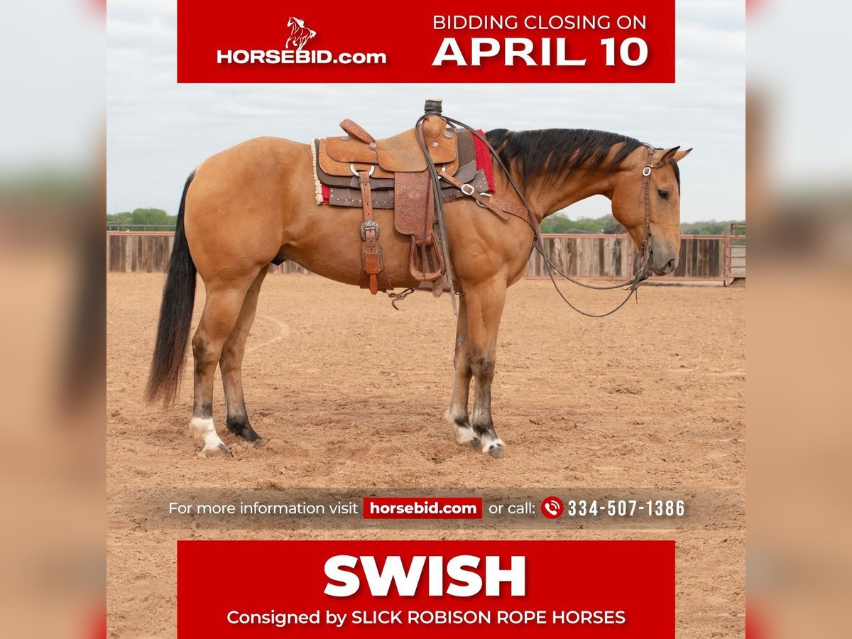 American Quarter Horse Castrone 8 Anni 155 cm Pelle di daino in Weatherford, TX